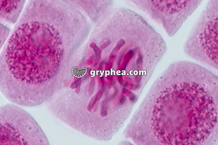 Mitose racine d'Ail METAPHASE x640 - gryphea.com